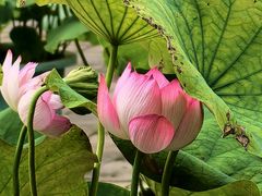 -莲花池公园