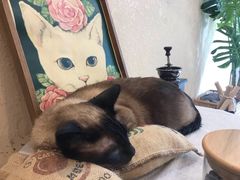 -猫友咖啡店(玉林西路店)