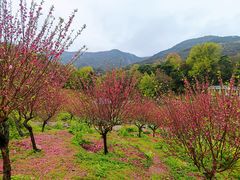 -广州市石门国家森林公园