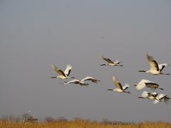 -盐城丹顶鹤湿地生态旅游区