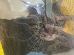 -天宠宠物医院24小时·急重症诊疗中心·全科·腔镜特色(和平分院)