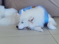 -怪兽屋·羊驼·猫咖·狗咖(俊华广场店)