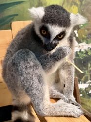 -Zoolung Zoolung动物主题公园(海信广场店)