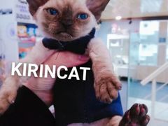 -十年猫舍·猫咪专门店(普陀店)