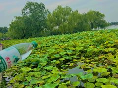 -济南大明湖景区