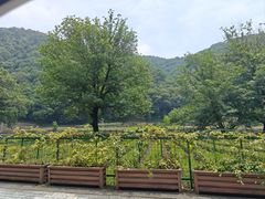 -春娟茶楼·地道农家菜(梅家坞店)