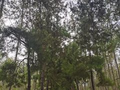 -合肥滨湖国家森林公园