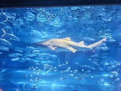 -海合安武汉极地海洋公园