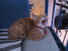 哈欠。。-Sirena海妖日咖夜酒