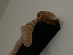 -艾贝尔宠物医院·24H转诊中心·肿瘤猫专科(江宁双龙店)