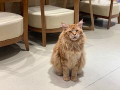 -藏猫猫咖啡主题馆(中央大道店)