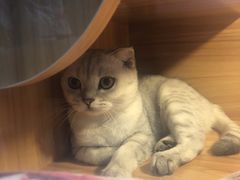 -喵百万·布偶·蓝金金渐层英短·猫舍(百子湾店)