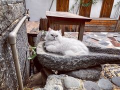 -喵屿·大理花园猫咖