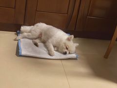 -纳吉亚猫专科动物诊疗中心(蒋宅口分院)