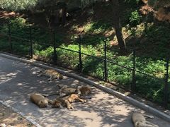 -大连森林动物园