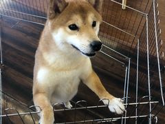 -豆柴町-柴犬主题狗咖(红鼎国际C座店)