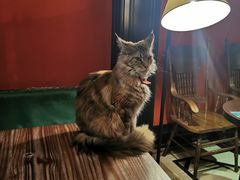 -猫色咖啡·猫咖