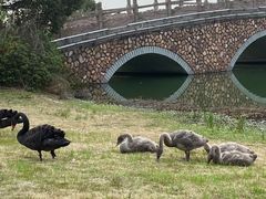 -瑶湖郊野森林公园