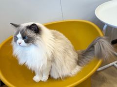 -有喵·猫咖·狗咖·30几只猫10只小狗(岗厦店)
