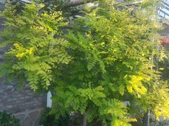 -梨木台悦来客农家院