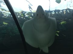 -悉尼海洋生物水族馆