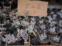 -秦美花卉(天朗·莱茵小城2期店)