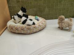 -帕帕拉兹宠物(亚洲旗舰店)