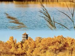-金塔沙漠胡杨林景区