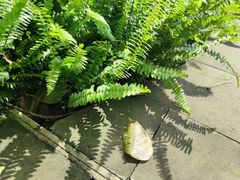 -龙头寺公园