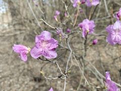 -黑龙江省森林植物园