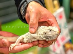 -FAIRYLAND龙族星球主题餐厅(凯丹广场店)