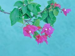 -卡帕莱度假村(西巴丹岛)