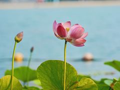 -天鹅湖体育公园
