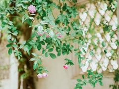 -艺圃