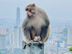 -黔灵山公园