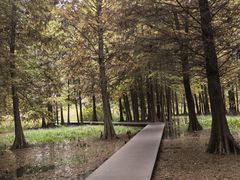 -溱湖国家湿地公园