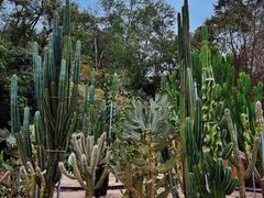 -深圳仙湖植物园