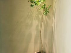 -青桃餐厅