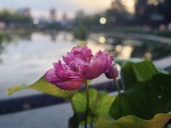 -莲花池公园