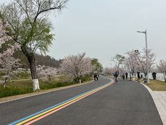 -羊山湖公园