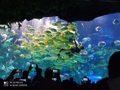 -芜湖新华联大白鲸海洋公园