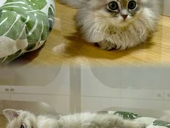 -青奢宠物·青奢猫舍