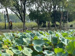 -金银湖国家城市湿地公园