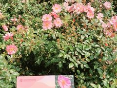 -人民公园(罗湖区)