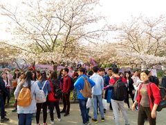 全是人，根本没地方停车-东湖磨山景区樱花园-停车场