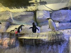 -海合安青岛极地海洋公园