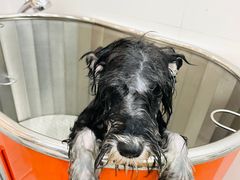 -1013 PET SHOP精品宠物商店(丁香店)