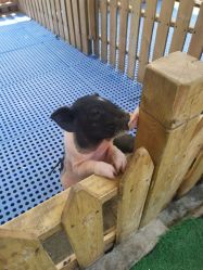 -萌宠亲子动物乐园(槐房万达店)