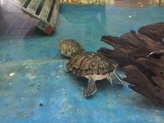 -上海大自然野生昆虫馆