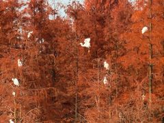 -白鹭湾湿地公园